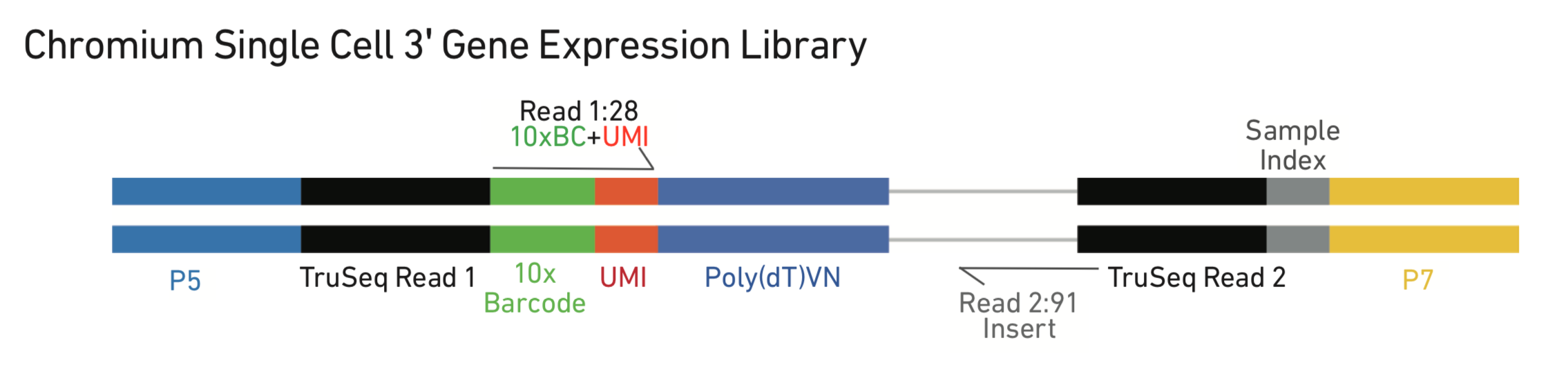 model of final 10x library
